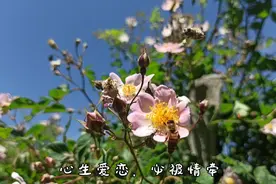 象征美丽爱情的白残花，一季花开，一段尘缘，一片痴心，都付花残