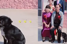 小两口结婚拍全家福，狗狗蹑手蹑脚缓缓入镜：本汪也是这个家一员视频封面
