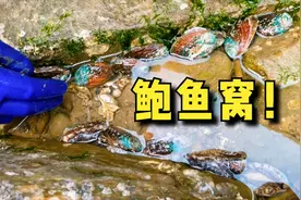大哥赶海，排水口捡漏抓到好多鳗鱼！礁石下发现鲍鱼窝！发财了！视频封面