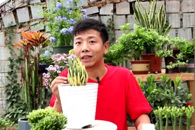 养盆万重山锦，放室内当盆景，做好这几点，不烂根，枝条长得快！