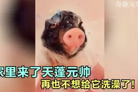 家里有头猪是怎样的体验？看看第一次给它洗澡有点好笑！视频封面