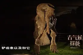 古气候探秘：铲齿象的门牙酷似铁铲，它们究竟起到了什么作用？视频封面