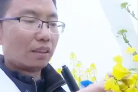 江西一教授培育出27种颜色油菜花 10多个省份抢种 成为网红景点视频封面