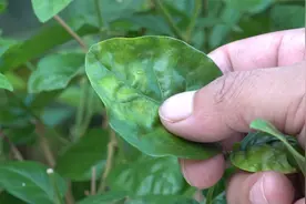别说我吓你，自己去看看你家的茉莉花叶片吧视频封面