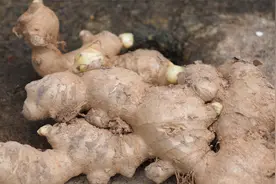 生姜发芽了，手把手教你在家里栽种特别简单视频封面