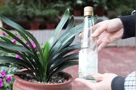 君子兰叶片耷拉了，用食醋擦一擦，很快变得硬朗又挺立视频封面