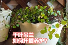 千叶吊兰如何养护，如何一盆变十盆，你必须知道的都在这里