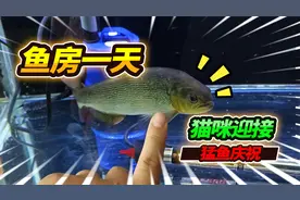 58000打造开心鱼房，每天入门必做的事情，28种宠物要忙坏了视频封面