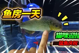 58000打造开心鱼房，每天入门必做的事情，28种宠物要忙坏了视频封面