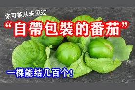 带壳番茄，一颗能产几百个，营养丰富，莎莎酱的灵魂：黏果酸浆视频封面