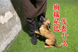 狗摇尾巴都代表什么，看十年训犬师的讲述，看完你就成养狗专家了视频封面