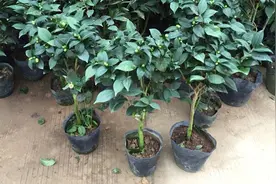 买回带泥团的茶花，上盆时谨记这几点，成活不难！视频封面