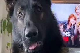 退役警犬，当它听到某个违禁品，会超严肃地盯着你视频封面