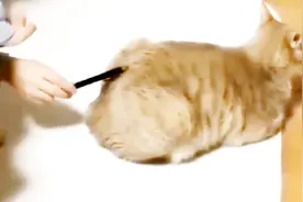 猫咪的小屁屁上, 有个隐藏的开关 ，你知道是什么吗？视频封面