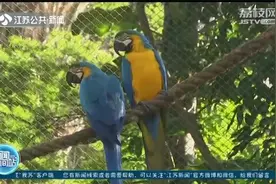 里约爱情故事？同伴被关，野生金刚鹦鹉飞进动物园寻伴二十年！视频封面