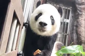 动物园中秋怎么过？饲养员特制“月饼 ”花样多 动物吃得可香啦视频封面