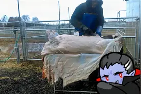 65岁大爷的魔鬼刀工，3分钟不到猪皮整张割下，猪肉用电锯劈两半