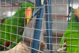 女子逛动物园遇鹦鹉主动打招呼，一张嘴就是东北话十级：嘴还挺碎视频封面