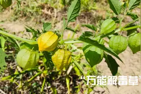 路边有种“万能解毒草”，小时候常把它当水果，你也吃过吗视频封面