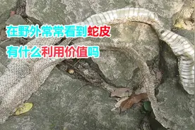 在野外常常看见蛇脱下来的蛇皮，有什么利用价值吗？为何要脱皮？视频封面