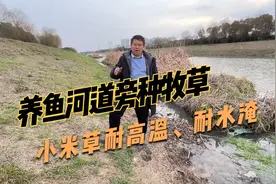 水产养殖，该如何种牧草，小米草河道旁、鱼塘底都能种，生长快视频封面