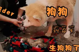 狗狗临产前征兆和生产全过程，一个个小生命，萌萌的真可爱