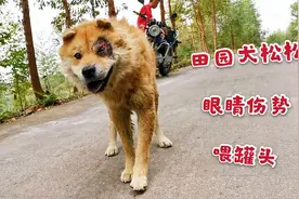 田园犬松松眼睛受伤，主人说差点丢了性命，现在刚恢复又出去打架视频封面