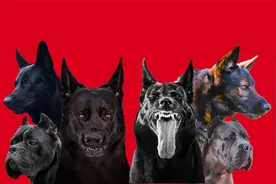 旺家狗的五大特征