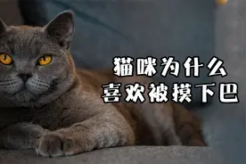 猫咪为什么喜欢被摸下巴？