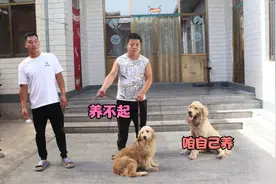 经检查小金毛很健康，小虎想把它送人因为实在养不起，有想要的吗