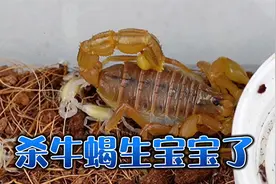 杀牛蝎生小蝎子啦 小蝎子应该怎么养视频封面