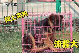在网上买狗，它是怎么运输到你手里的呢？或许不是你想的那样视频封面