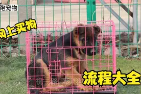 在网上买狗，它是怎么运输到你手里的呢？或许不是你想的那样视频封面