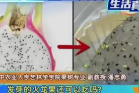 火龙果放时间长了内部发芽，还可以吃吗？专家：别吃了！视频封面
