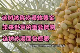 这树被称沙漠软黄金，未来世界的重要食物，沙漠面包椰枣
