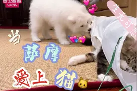 谁说猫狗天生相克？这只萨摩耶就成了小猫咪的忠实追随者！