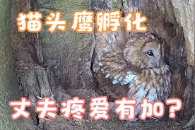 谷仓猫头鹰孵化全过程，松鼠想偷吃鸟蛋，丈夫悉心照顾视频封面