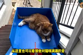 20岁老猫走楼梯太吃力，主人给它打造了一个电梯，太有爱了吧视频封面