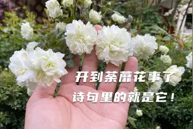 重瓣荼蘼花，月季花的近亲，开花仙气十足，花期轻松开半个月以上视频封面