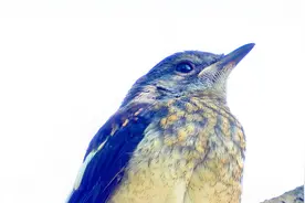 四喜幼鸟，幼鸟叫声，幼鸟特写视频封面