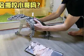 国外小哥在家养巨蜥，给它住别墅吃鸡腿，还亲密互动，意欲何为？视频封面