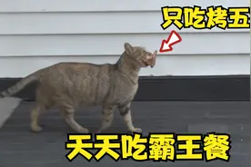 流浪猫到餐厅吃“霸王餐”，一连吃了4个多月，顿顿只吃烤五花肉视频封面