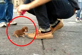 世界上最小的10种狗，一只比一只小巧可爱，你见过吗？