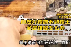 自然分蜂的几点疑虑和抓不到蜂王，全是雄蜂的方法视频封面