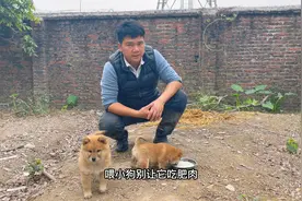 喂小土狗要注意，千万别喂食肥肉和肥腻的东西，不然就会麻烦了视频封面