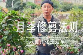 月季修剪法则，只留开花主力军，3级枝条全去掉视频封面