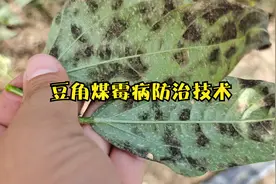 豆角煤霉病进入高发期，要及时防治，记住4个方案可高效防治视频封面