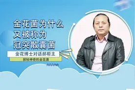 金花菌为何又称冠突散囊菌？（金花博士刘翔对话郝帮主直播分享）