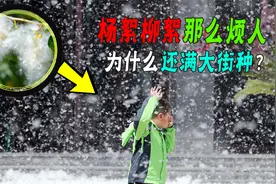 柳絮杨絮漫天飞引众怒！造成安全隐患，为什么还大街小巷四处种？