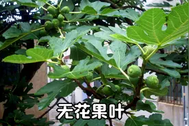 无花果叶最近火了，懂的人当宝摘回家，分享3个新妙用视频封面
